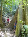 big buttress roots.JPG (93 KB)